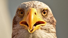 Weißkopf-Seeadler (22).jpg